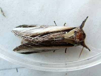 Swallow Prominent